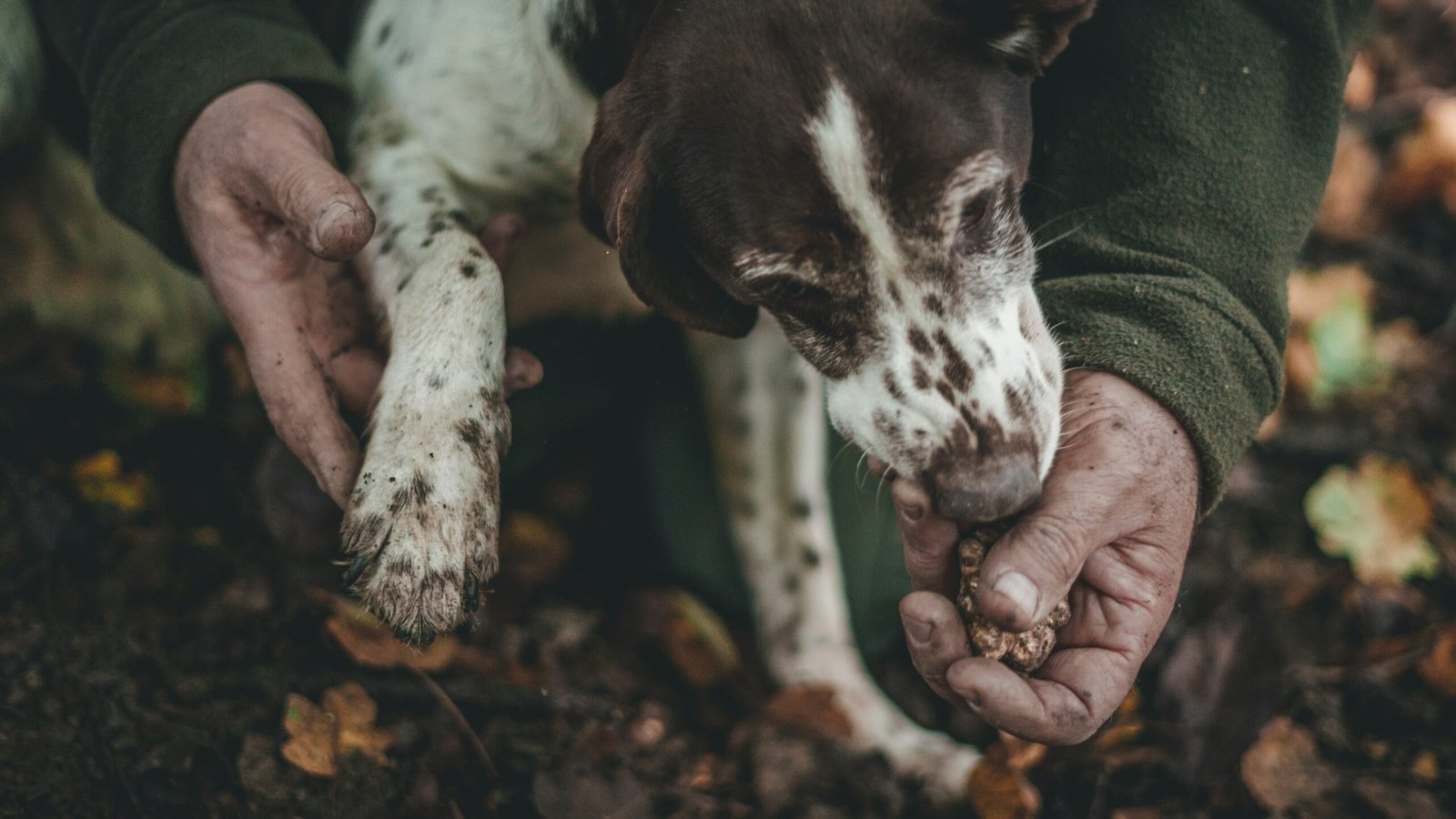 Truffle dog with the hands of a truffle hunter in the Tuscan woods