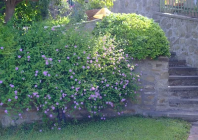 Stone steps and walls covered in flowering plants in the garden of Villa Monte Bianco