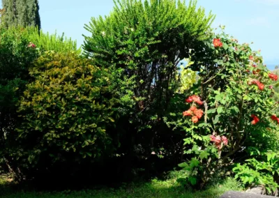 Mediterranean garden with flowering hibiscus and green shrubs around Villa Monte Bianco